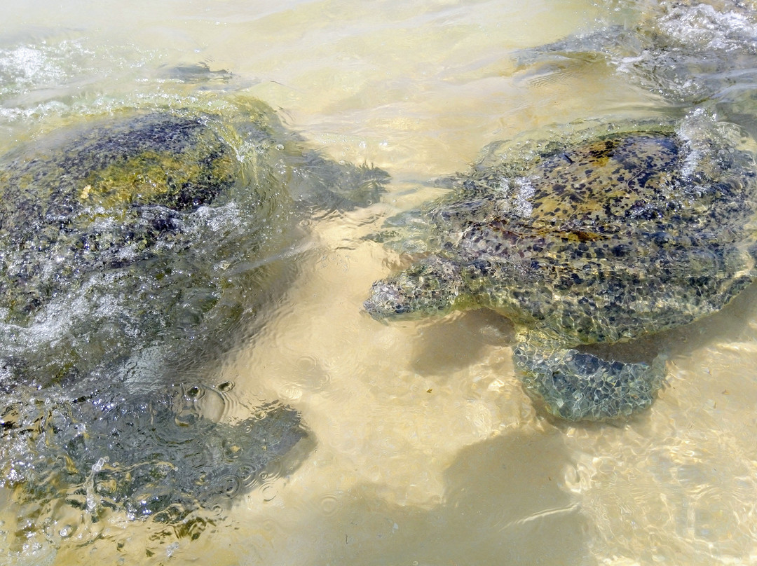 Srilanka by Hanka-希克杜沃必去景点