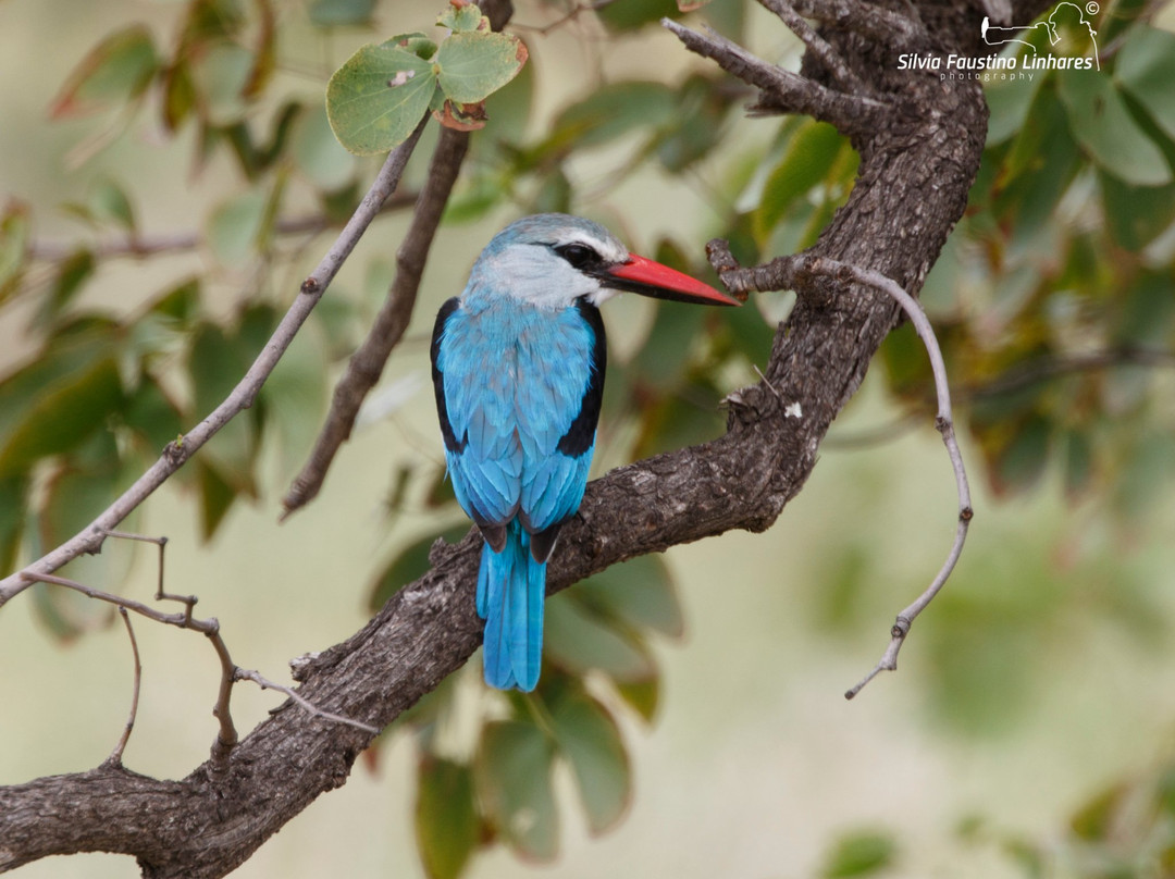 B1 Photo Safaris-雾观必去景点