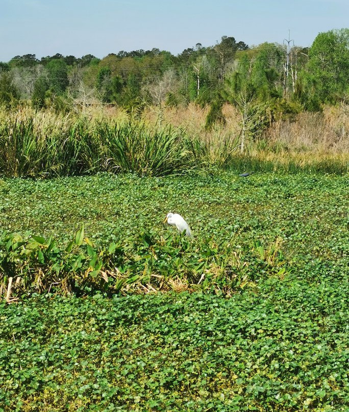 Sweetwater Wetlands Park-盖恩斯维尔必去景点