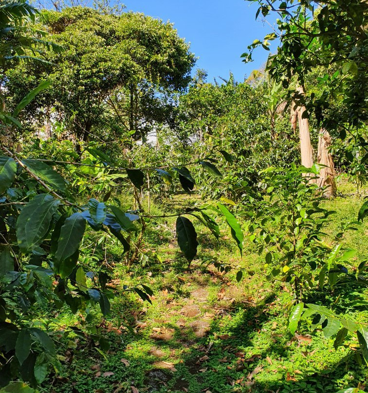 Boquete Valley Ruiz Coffee Shop-波魁特必去景点
