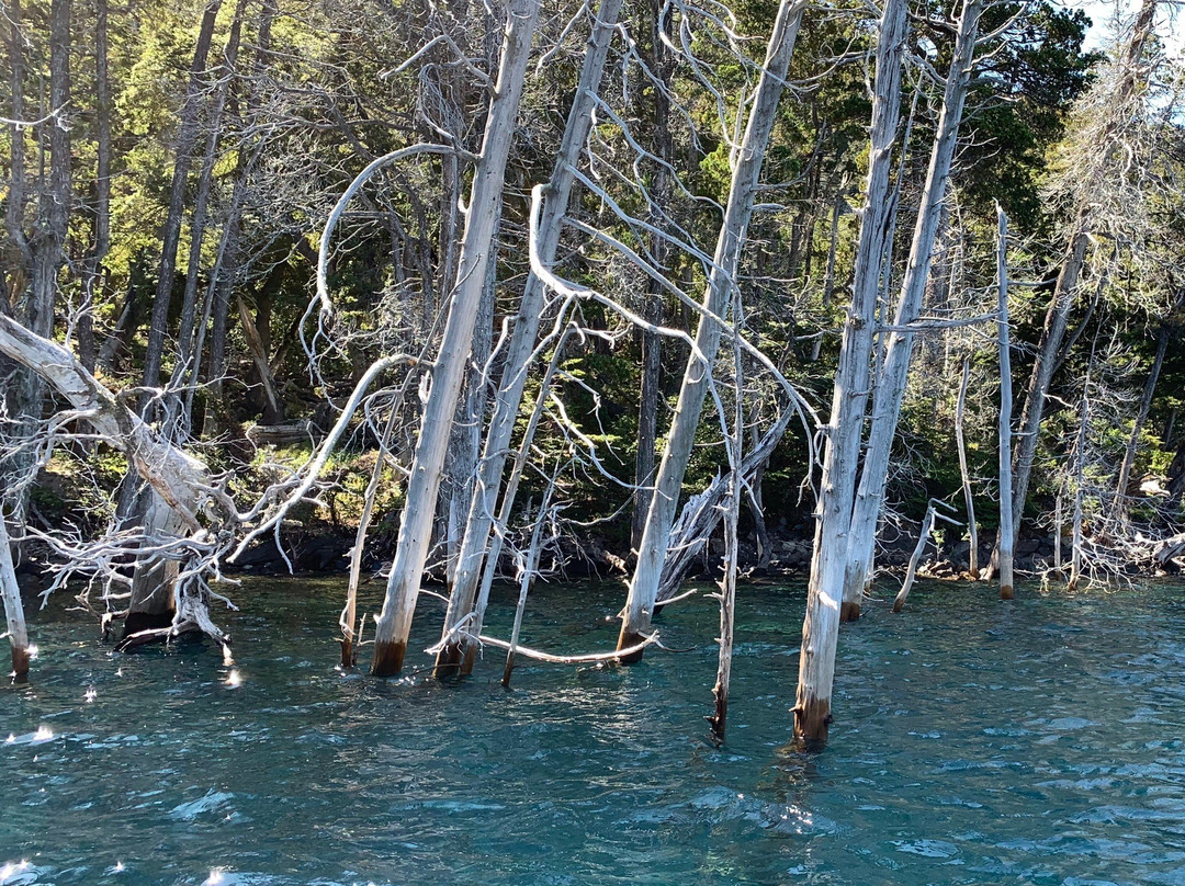 Bosque Sumergido-Villa Traful必去景点