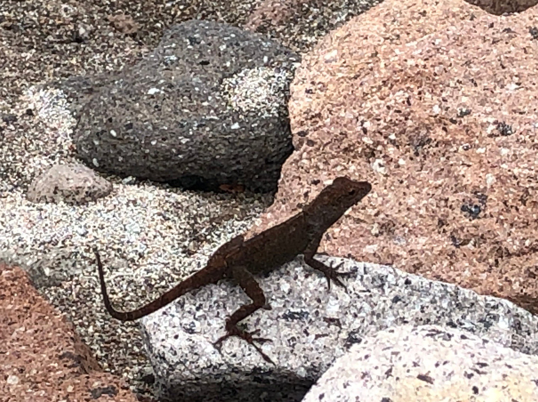 Champagne Reef Dive & Snorkel-罗索必去景点