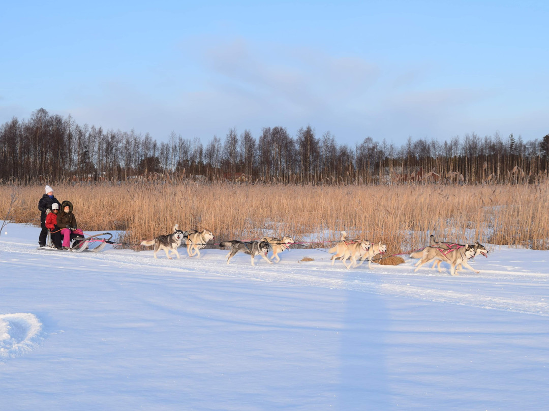 Pitea Sleddog Tours景点图片