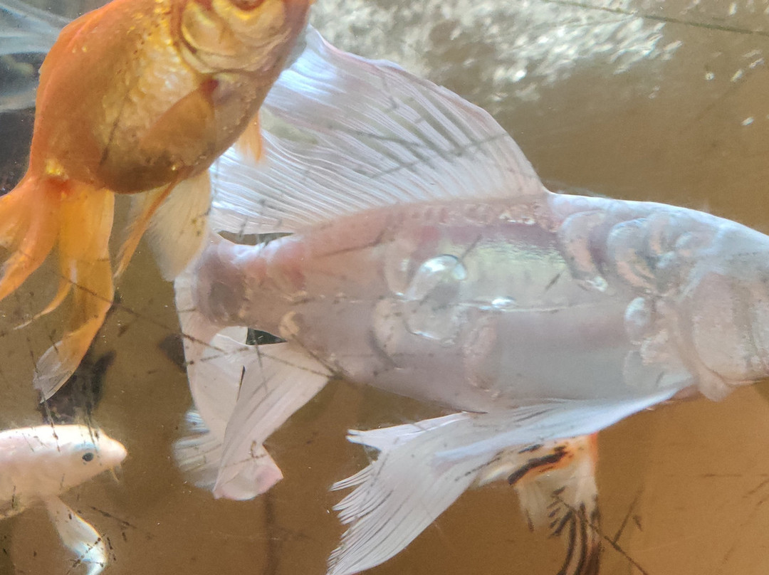 Hotel KRC Palace主图