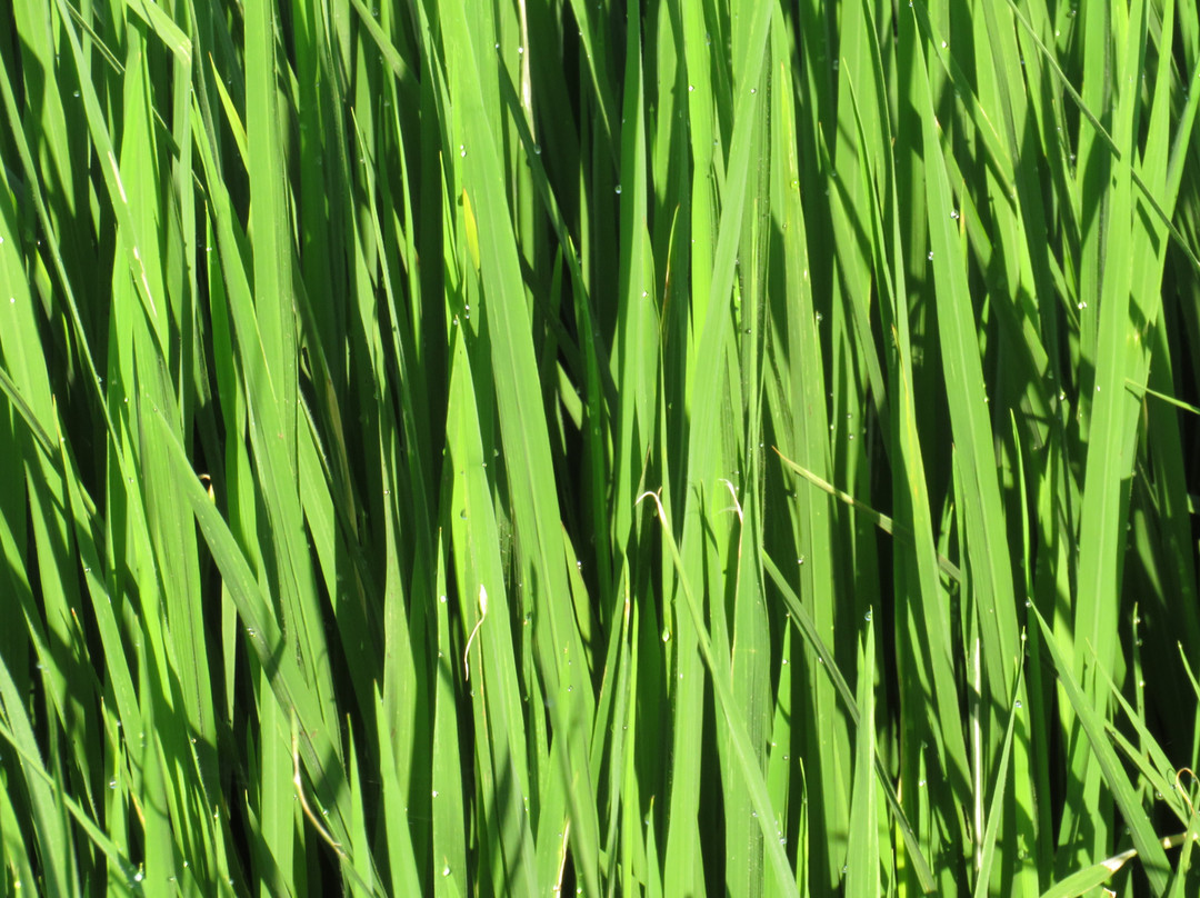 可爱蜜蜂酒店主图