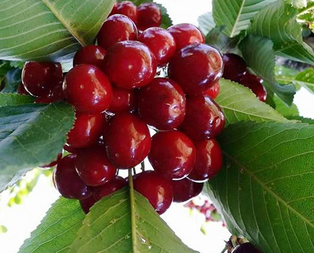 Green Peaks  Casa Rural B&B主图