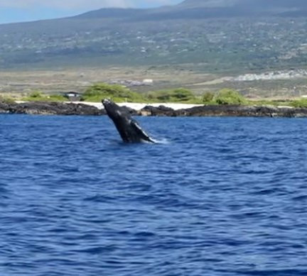 Kona Boat Rentals-凯鲁瓦-柯纳必去景点