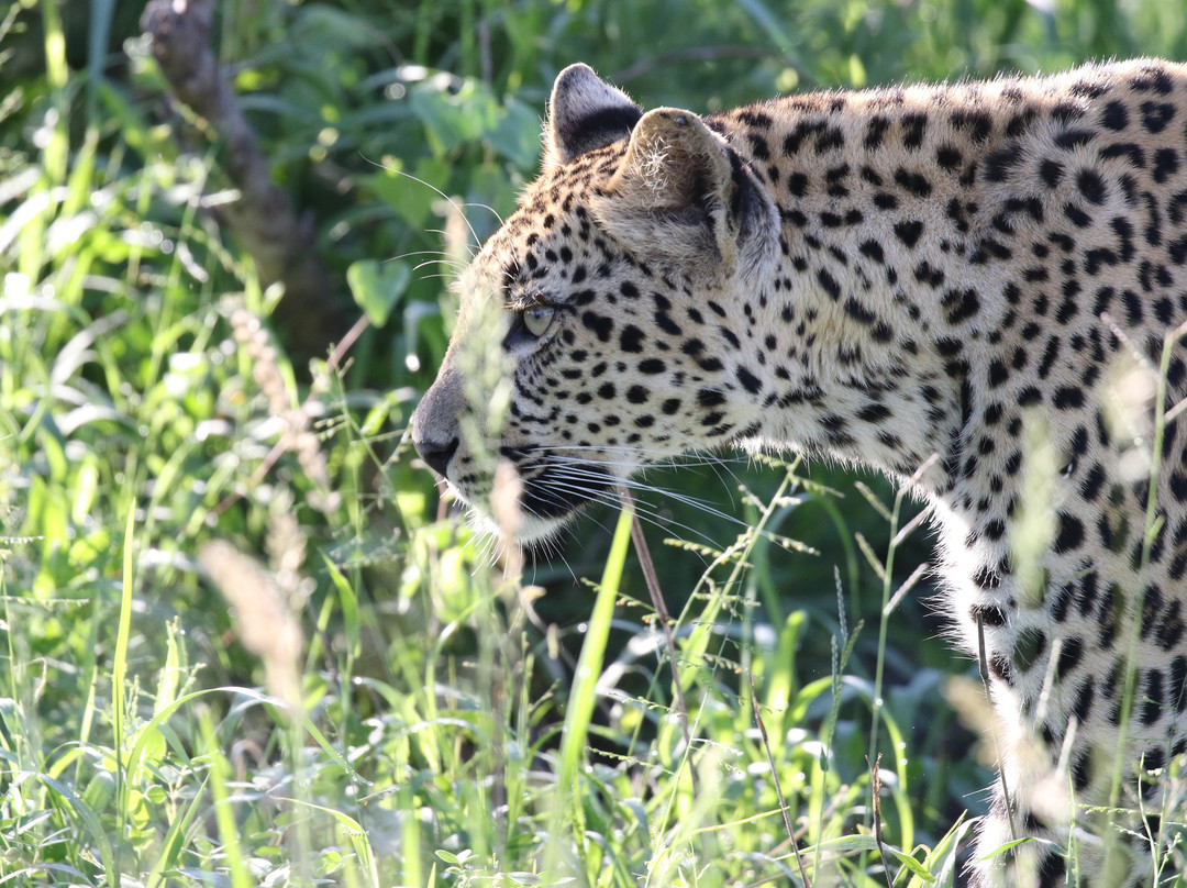 Africa Photographic Services-白河必去景点