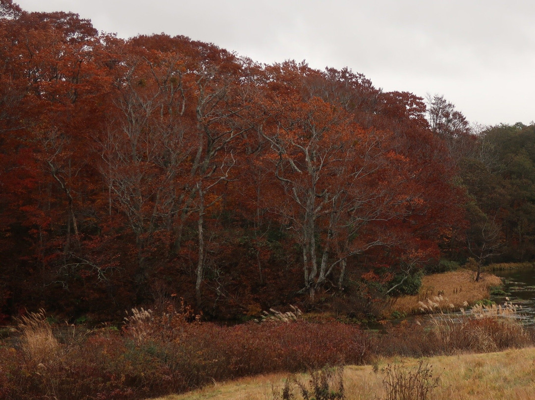 Gudari Swamp-青森市必去景点