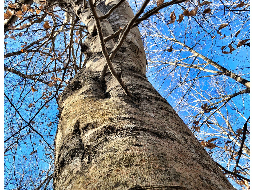 Timberland Park-富兰克林必去景点