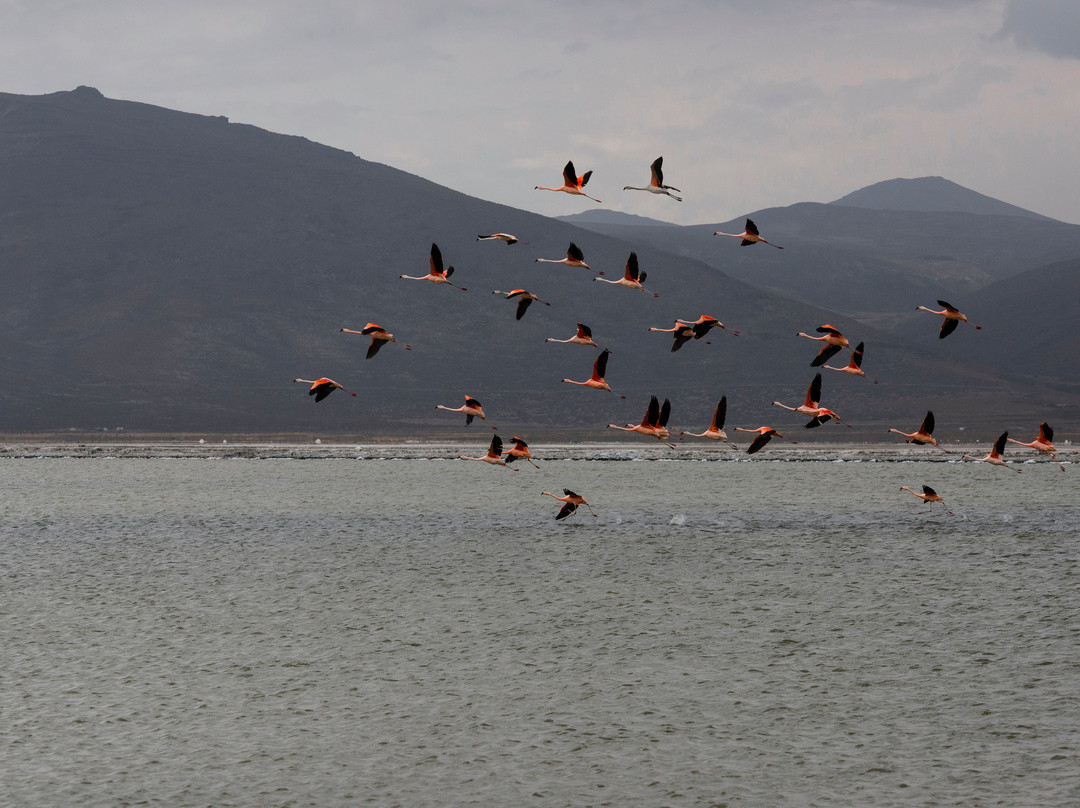 Peru Nat Red-阿雷基帕必去景点