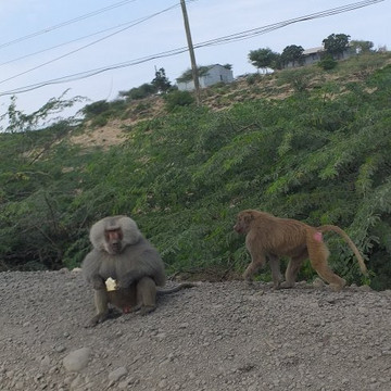 阿瓦什低谷旅游攻略图片