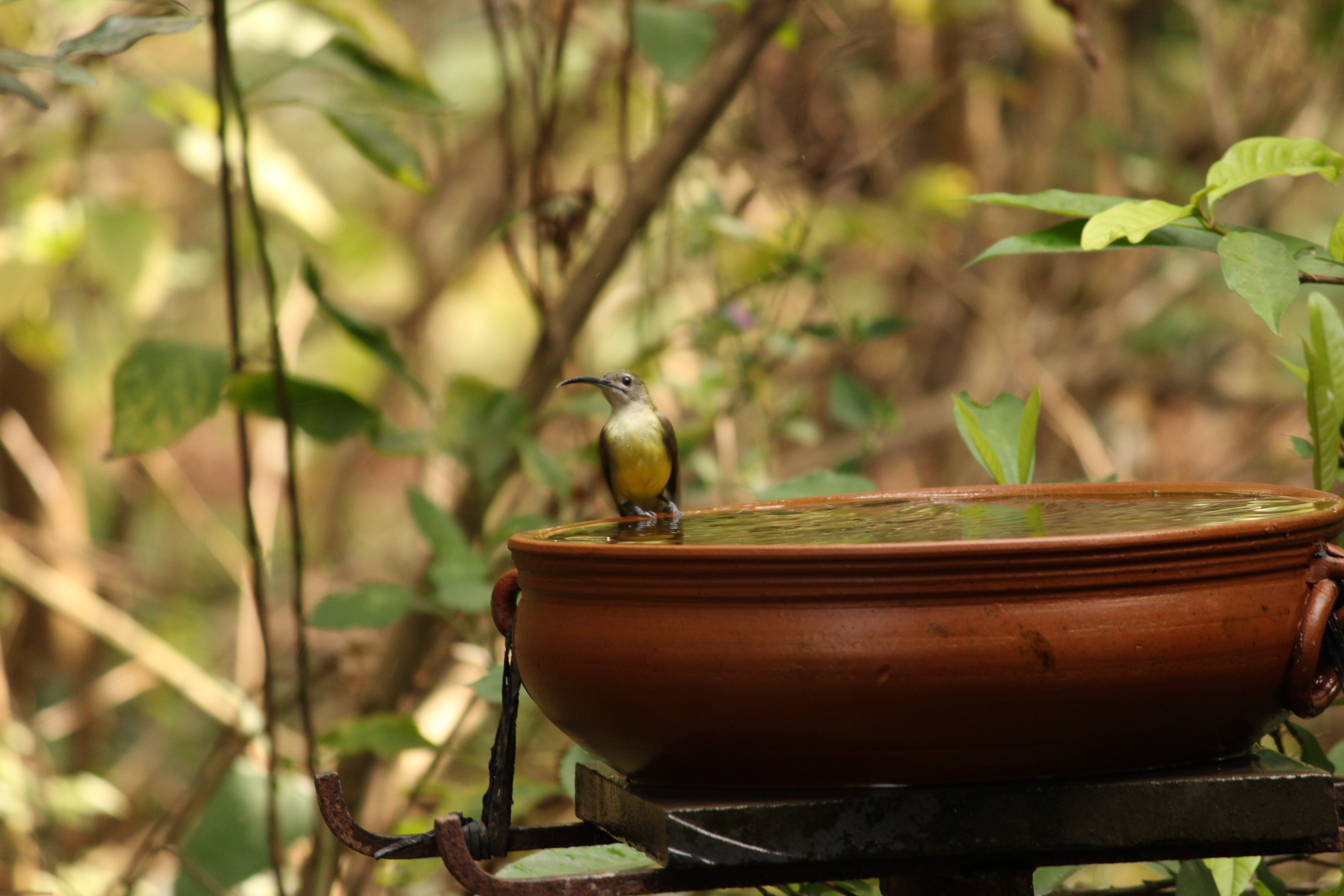Kadumane Homestay-餐饮