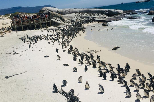 CHALULA PRIVATE TOURS-开普敦中心区必去景点