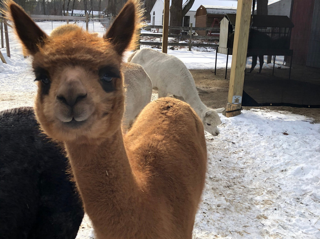 Harvard Alpaca Ranch-Harvard必去景点