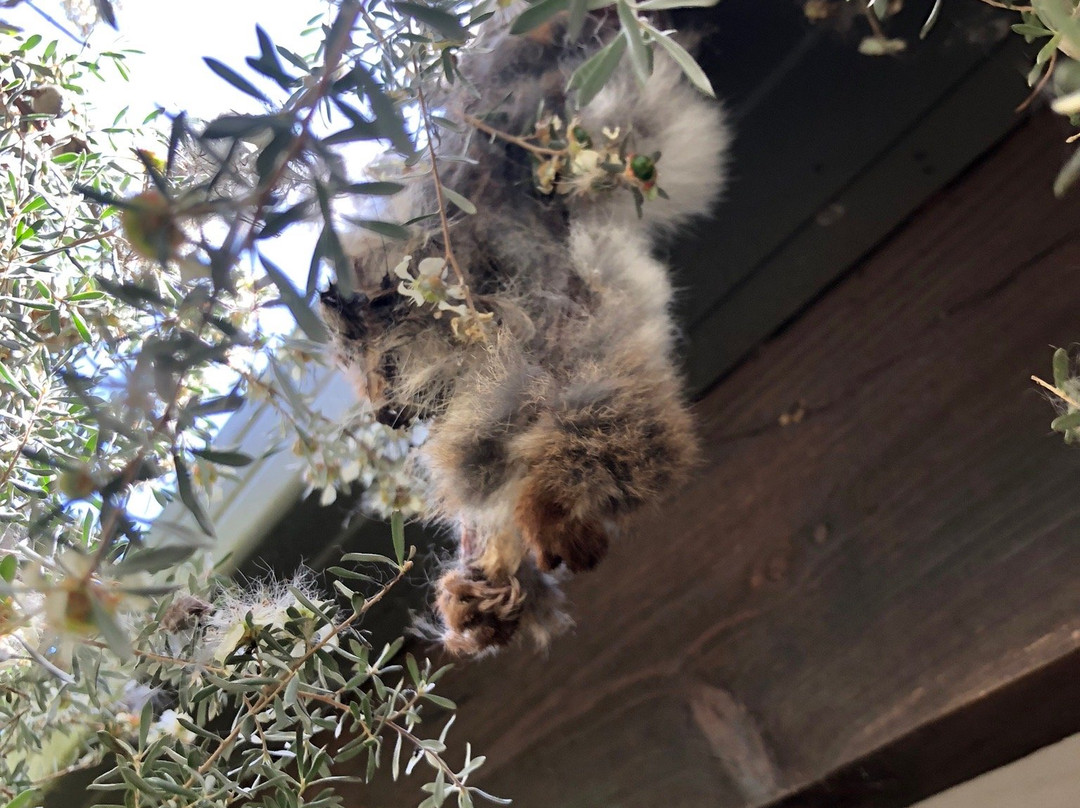 Boneo Discovery Park-Fingal必去景点