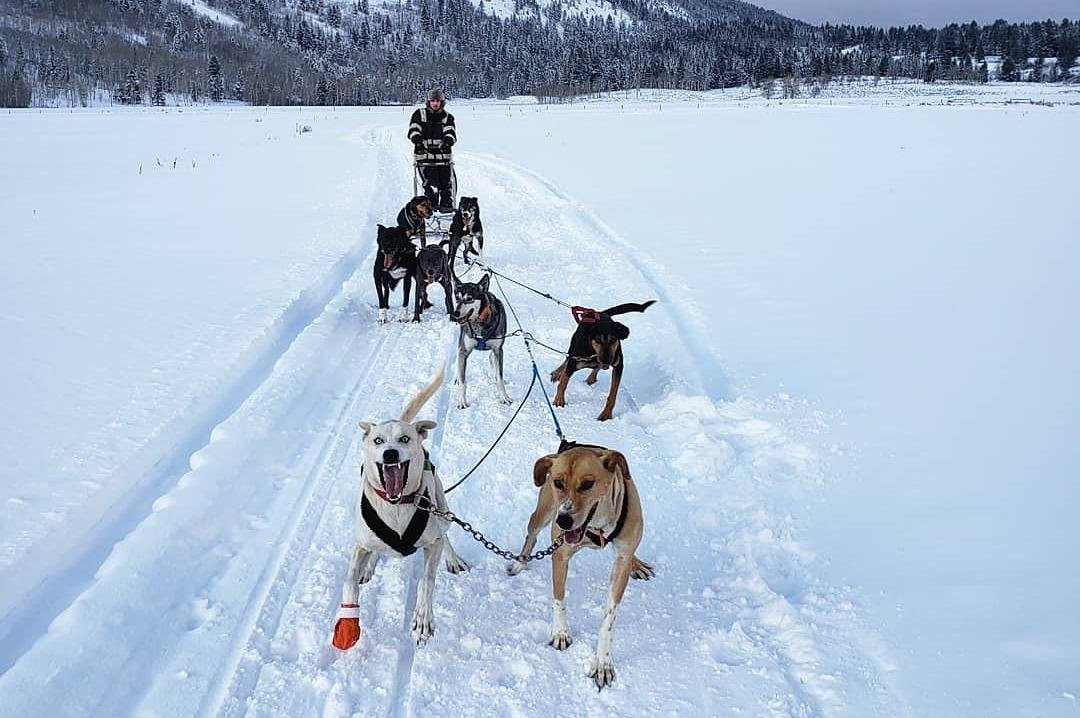 Call of the WYld Dogsled Tours-提顿村必去景点