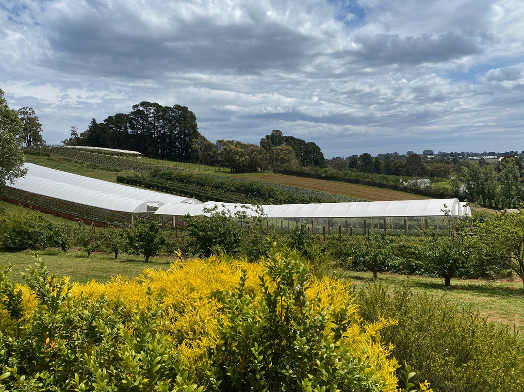Blue Hills Berries and Cherries-Silvan必去景点