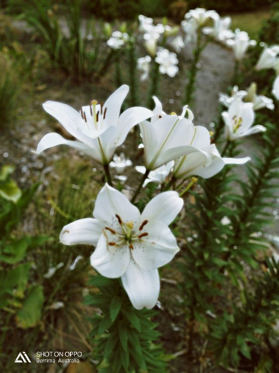 Harper's Mansion-Berrima必去景点