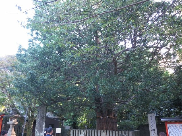 Kumano Hayatama Taisha Oshimboku Nagi-新宫市必去景点