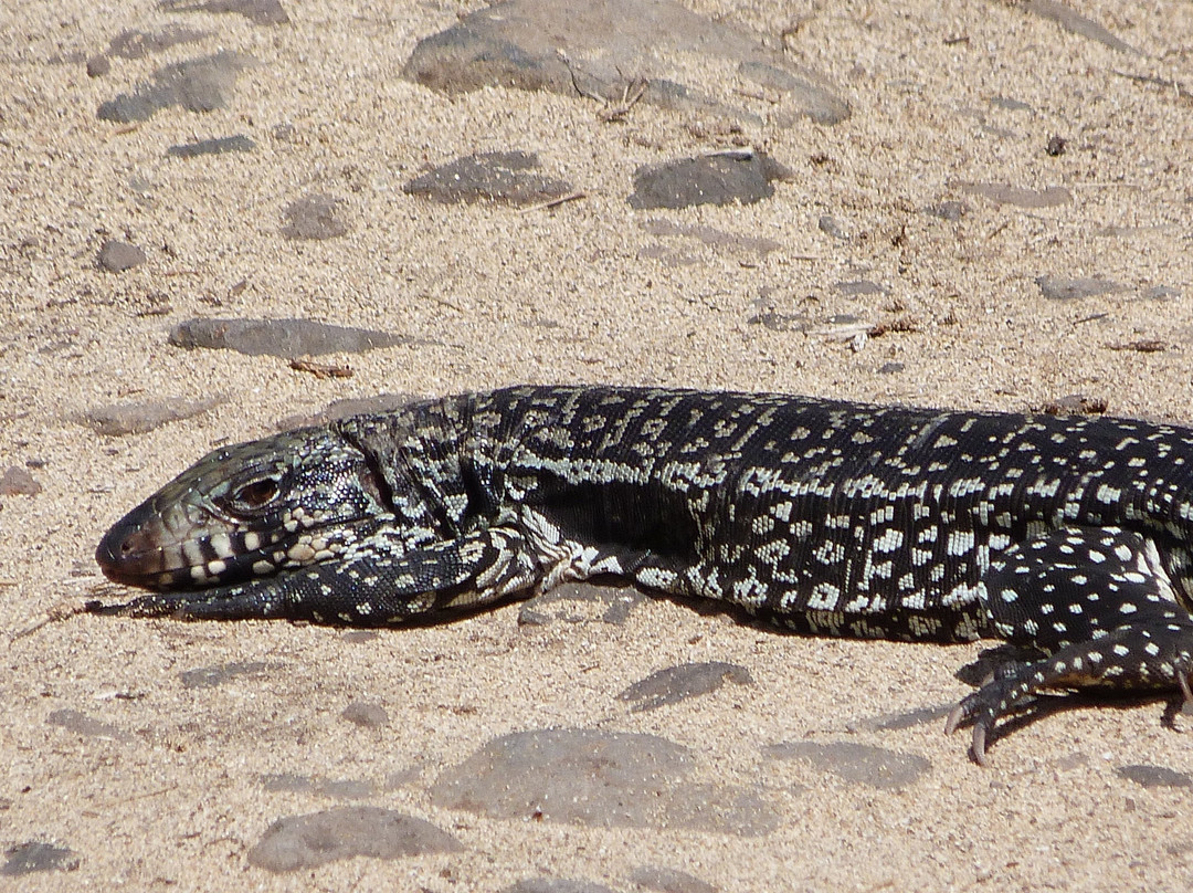 Trilha Costa Esmeralda-费尔南多-迪诺罗尼亚群岛必去景点