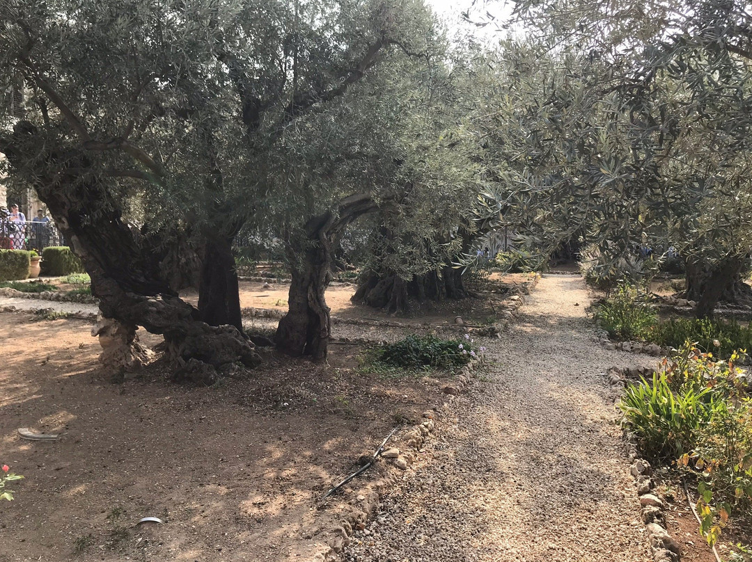 Garden of Gethsemane景点图片