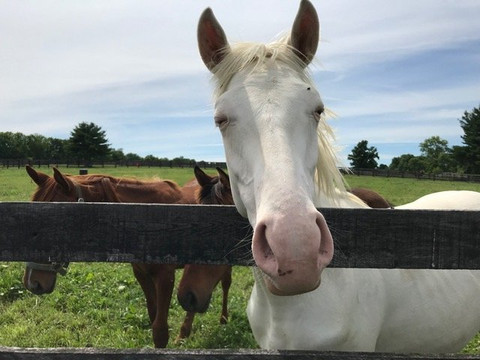 Blue Grass Tours-列克星敦必去景点