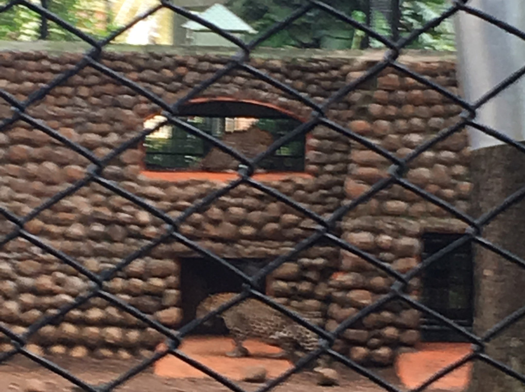 Sri Chamarajendra Zoological Gardens景点图片