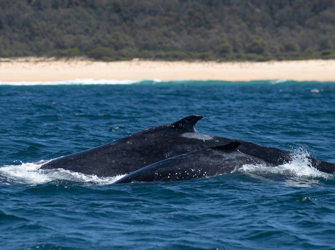 GoWhaleWatching Merimbula-梅林布拉必去景点