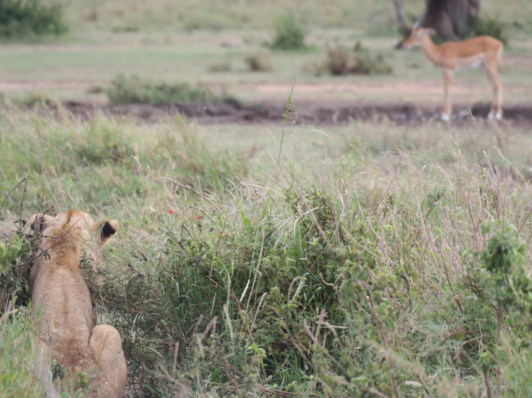 Serengeti Sons Safaris景点图片