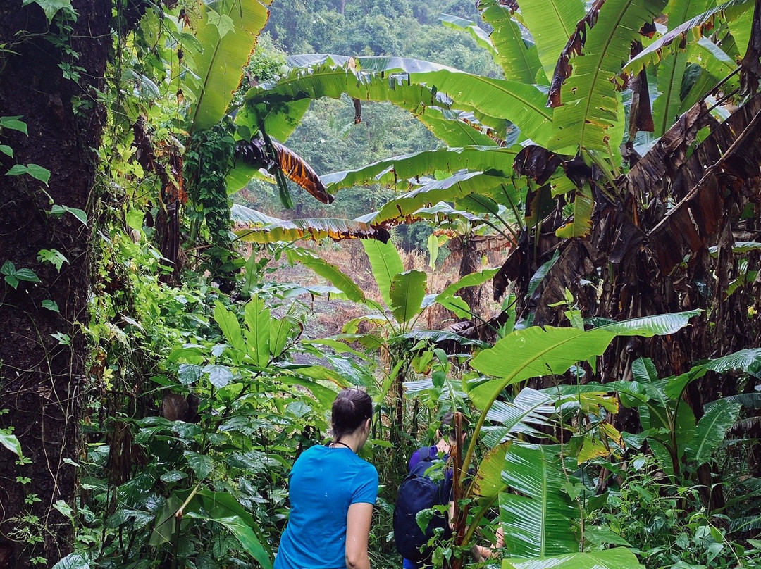 Panda Tour & Trekking-清迈必去景点