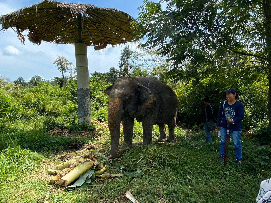 Phuket Elephant Park景点图片