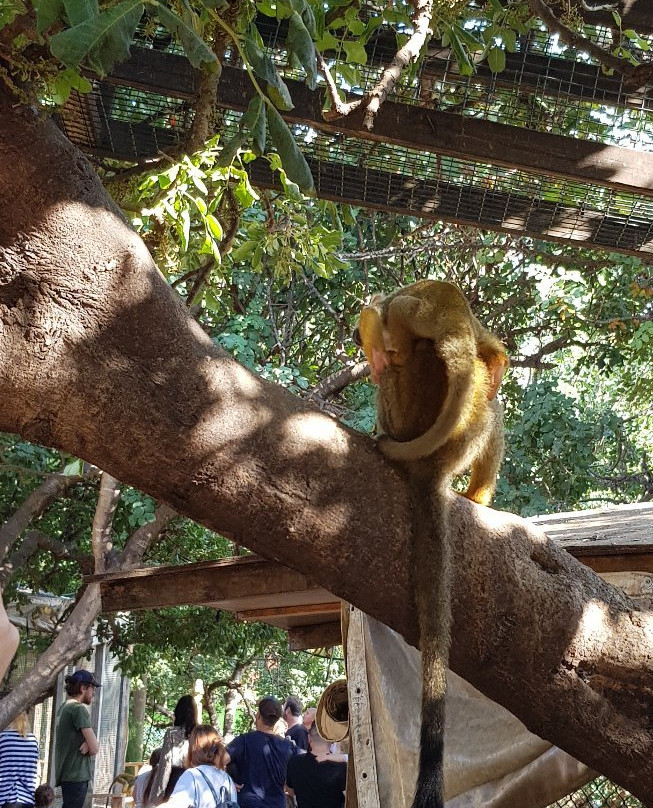 Monkey Park-Modiin必去景点