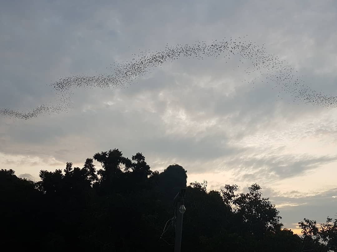 Nayang Bat Cave景点图片