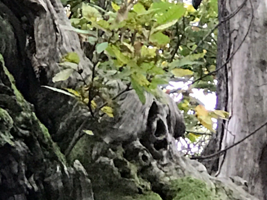 Hundred Horse Chestnut景点图片