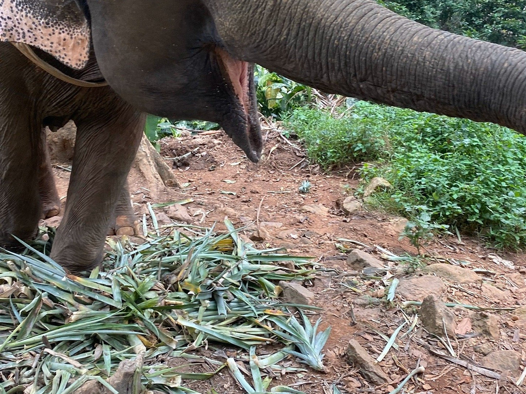 Ban Kwan大象营景点图片