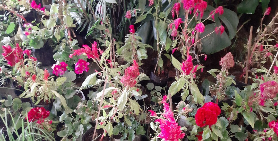 Flower Exhibition Centre-甘托克必去景点