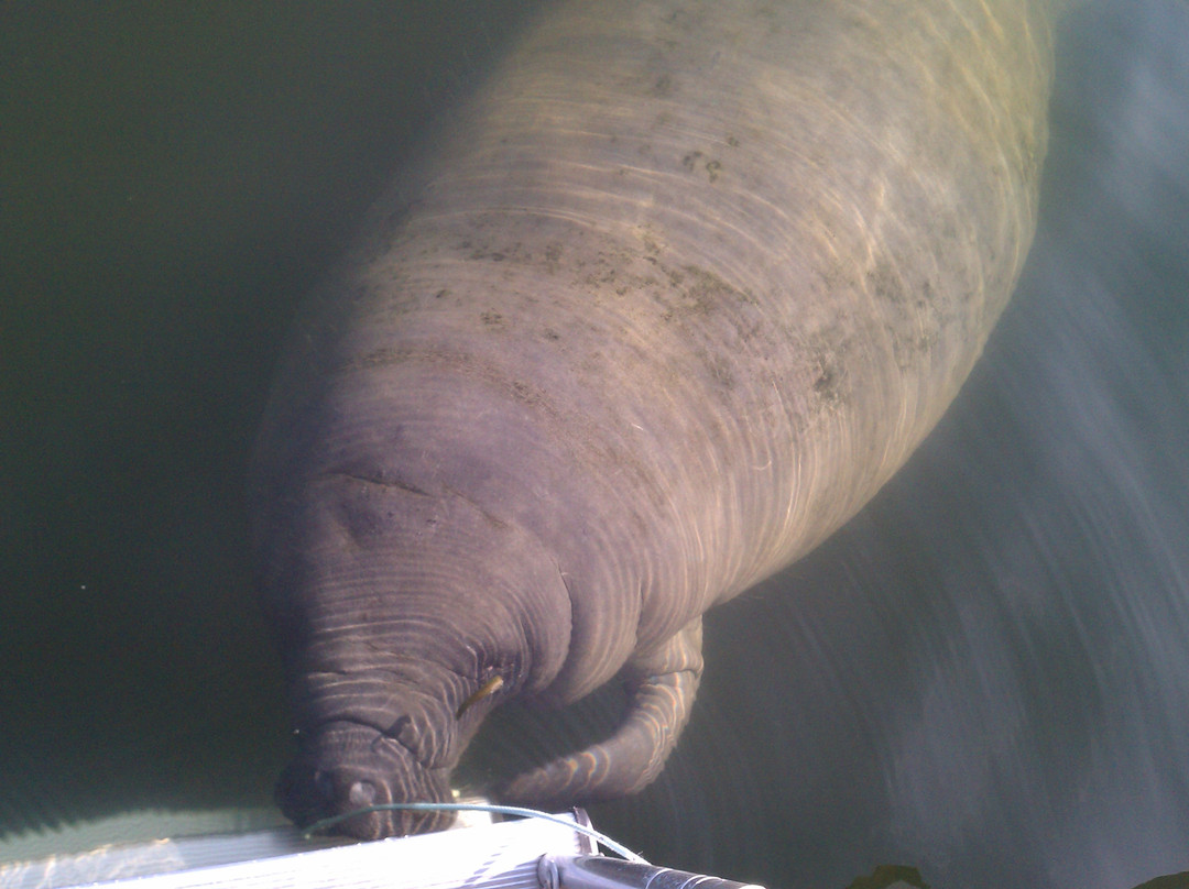 Florida Manatee Adventures-克里斯特尔里弗必去景点