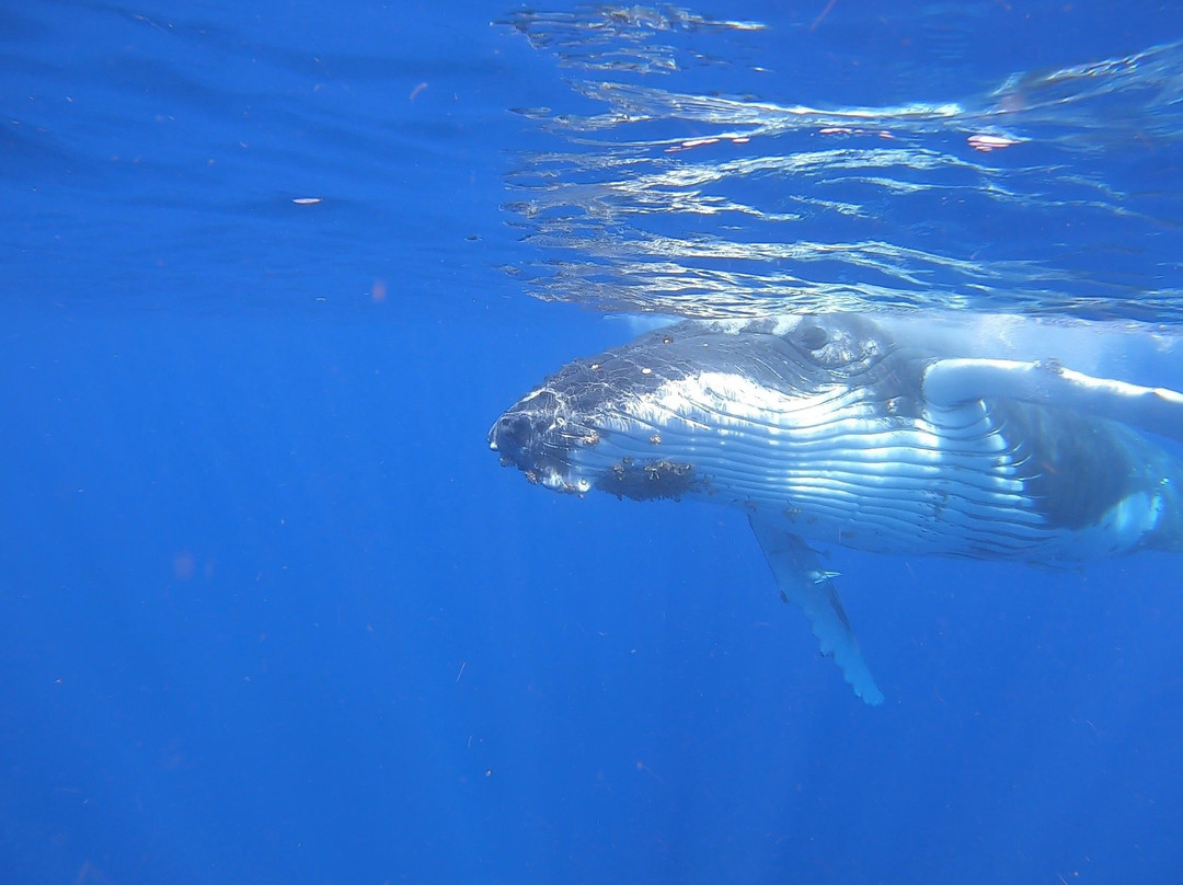 Tongan Expeditions Dive & Whale Watching景点图片