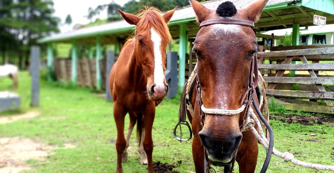 Eco Pousada Valle do Ribeira主图