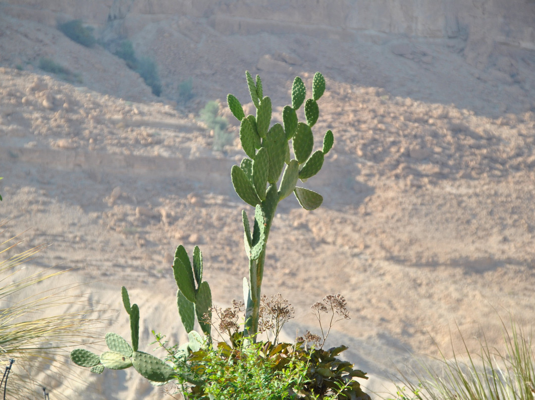 Ein Gedi Botanical Garden景点图片