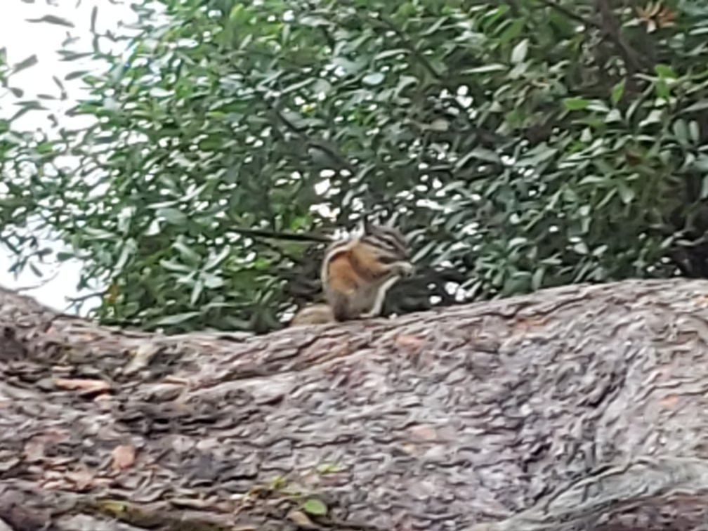 Gunflint Pines Resort & Campgrounds主图