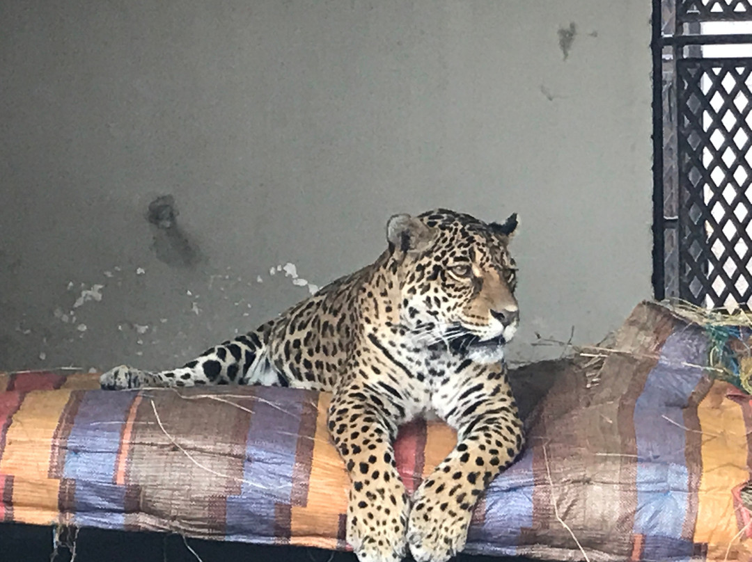 Zoológico Municipal de Fauna Sudamericana Noel Kempff Mercado-圣克鲁斯省必去景点