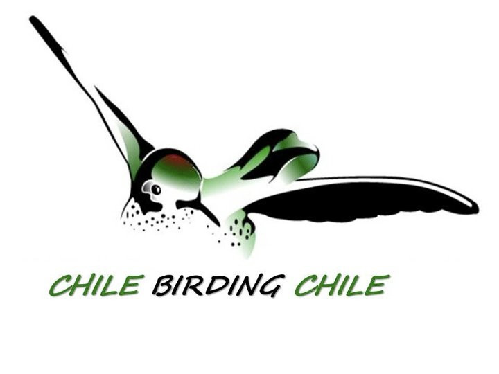 Chile Birding Chile-Puerto Aisen必去景点