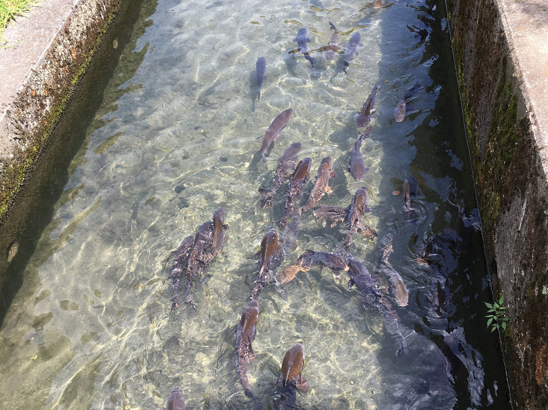 Harie Shozu no Kabata-高岛市必去景点