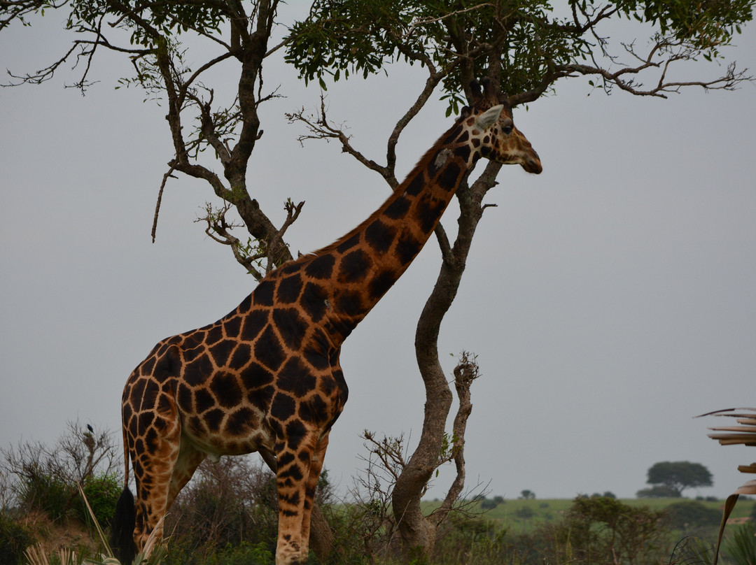 Self Drive in Uganda-恩德培必去景点