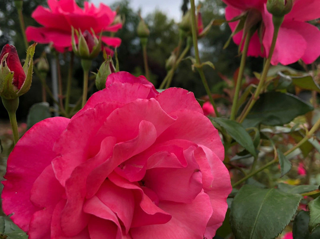 Ogród Różany Różanka景点图片