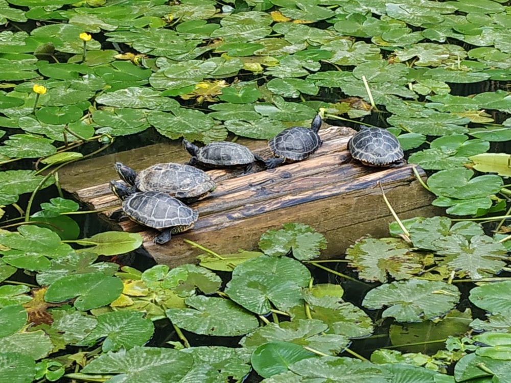 Arboretum of Arco景点图片