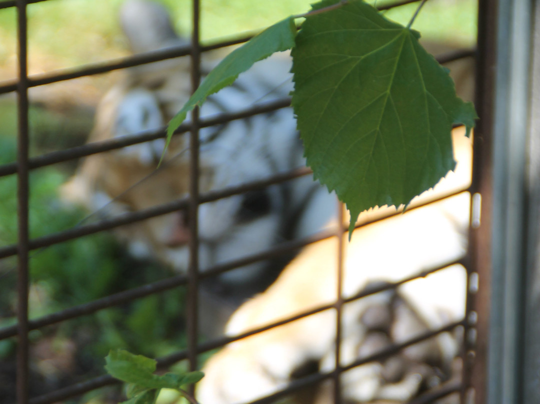Odense Zoo-欧登塞必去景点