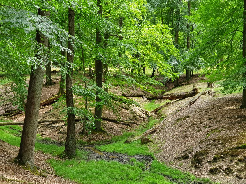 Wildwald Vosswinkel景点图片